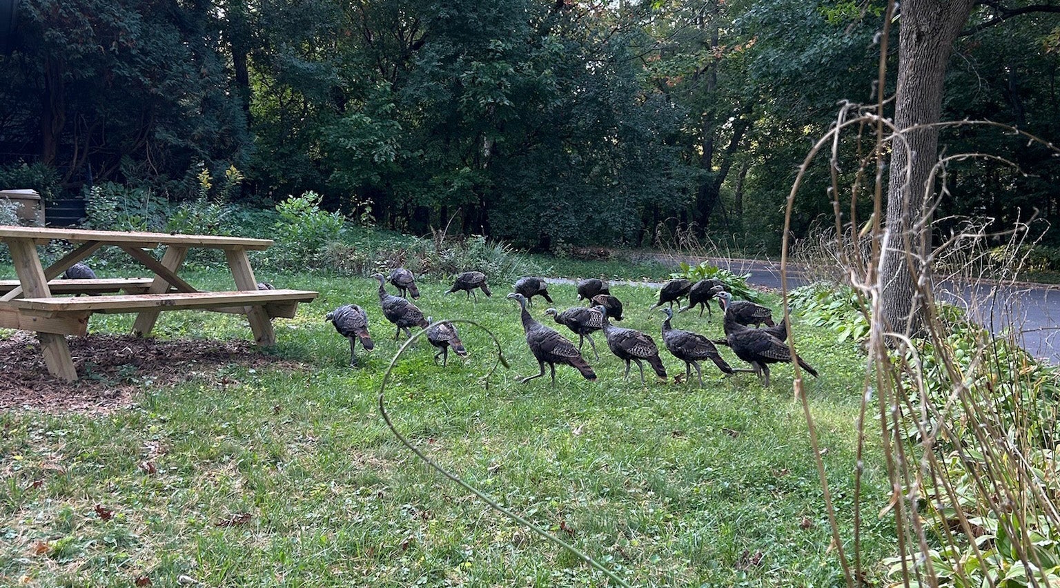 A group of wild turkeys walks across a grassy area near a wooden picnic table, with trees and a paved path in the background.