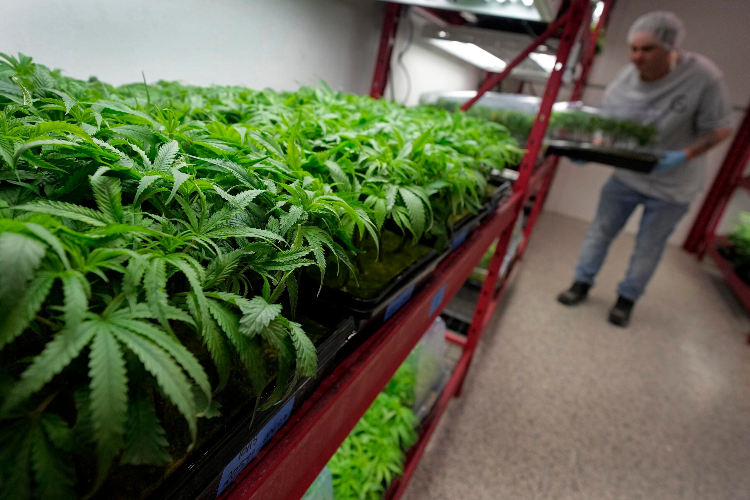 Michael Stonebarger sorts young cannabis plants at a marijuana farm operated by Greenlight, in Grandview, Mo., on Oct. 31, 2022.