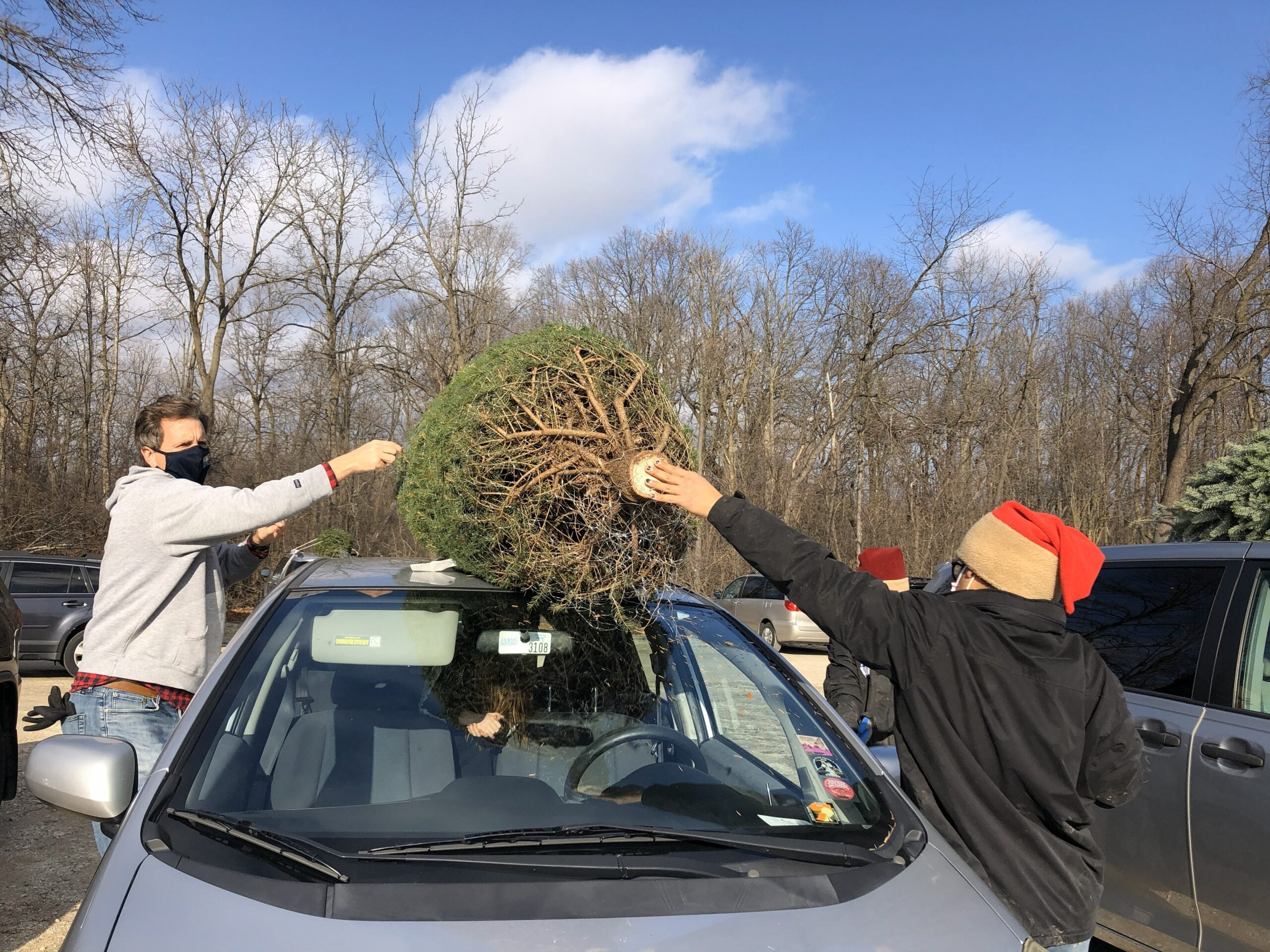 Two people secure a large, fresh-cut Christmas tree onto the roof of a gray car in a parking lot on a sunny winter day.