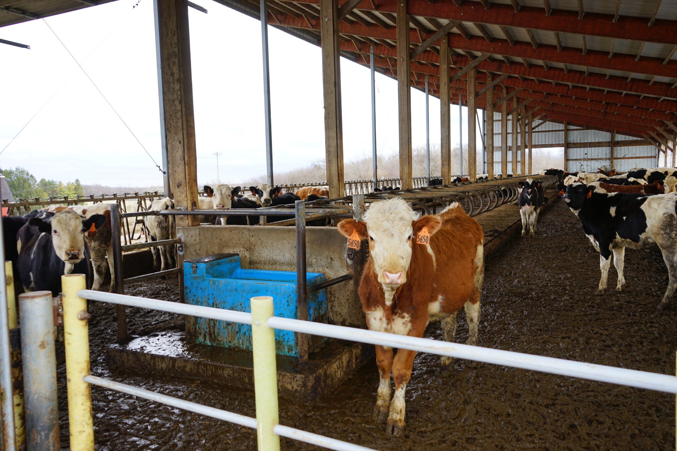 Cows stand in a muddy, covered feedlot next to a blue water trough, with feeding stalls and open sides visible under the metal roof.