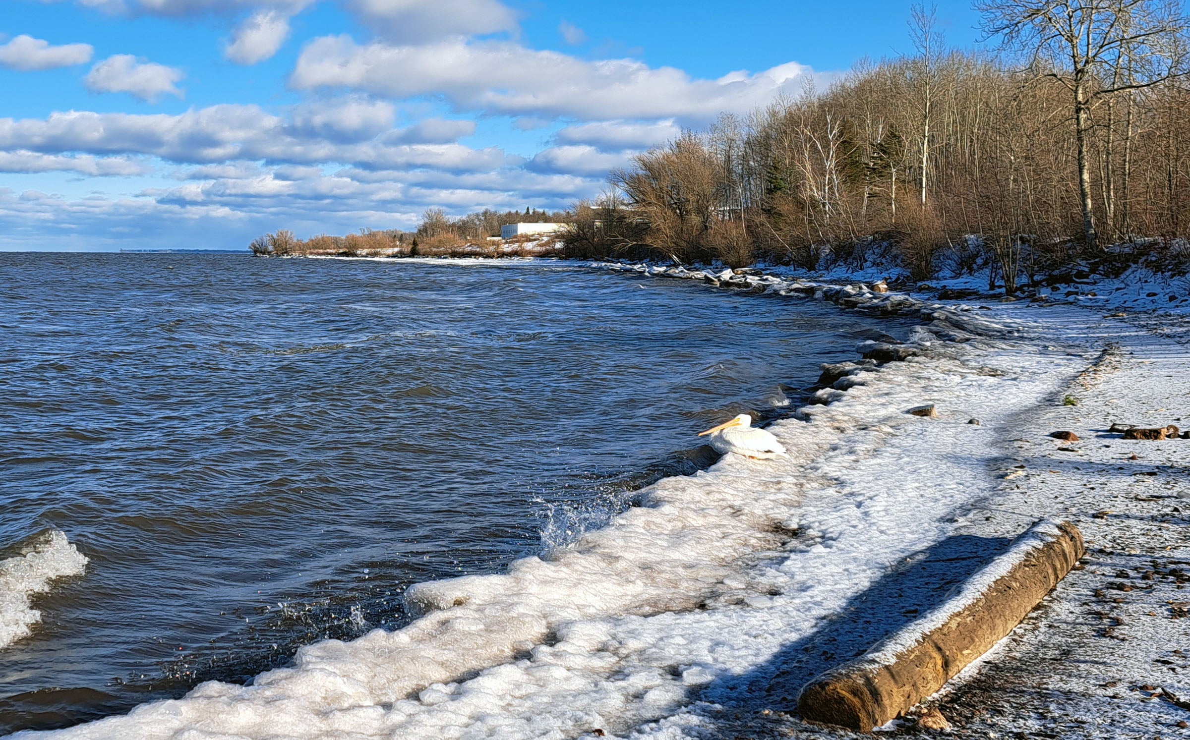 A snowy shoreline with a log, gentle waves, a pelican near the water, and leafless trees under a partly cloudy blue sky.