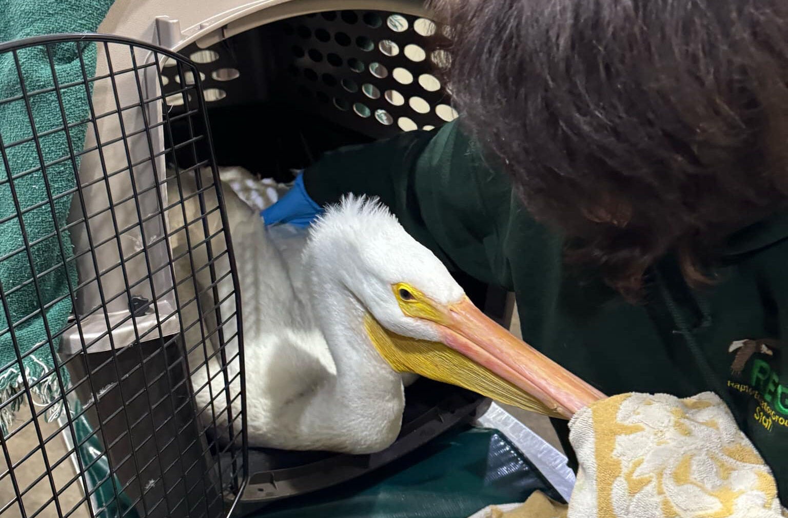 Wisconsin raptor rehab facility sees spike in illegal shootings of protected birds