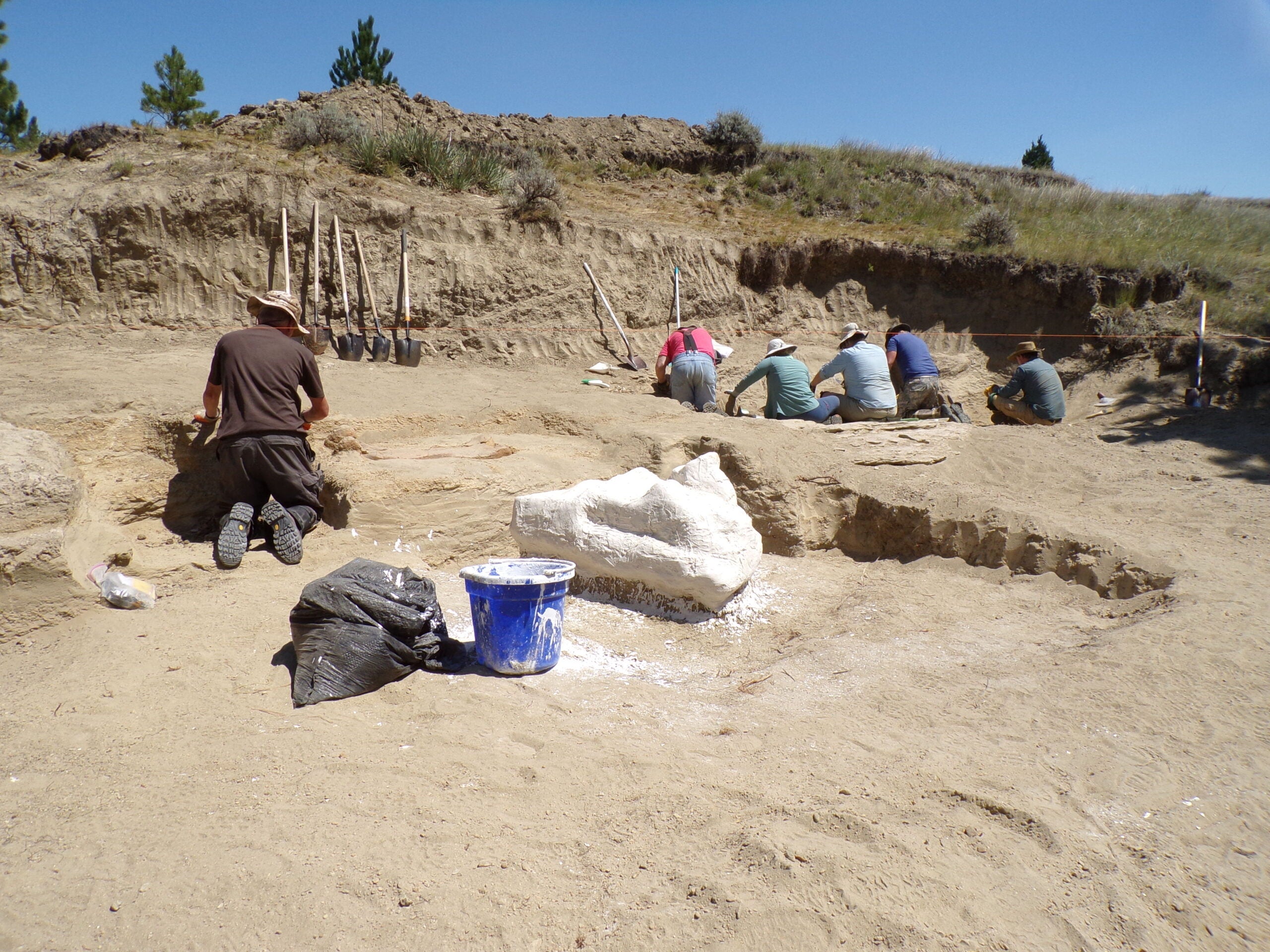 Paleontologists excavate a fossil site in a dry, sandy area, using tools and protective gear; plastered fossil jackets and equipment are visible in the foreground.