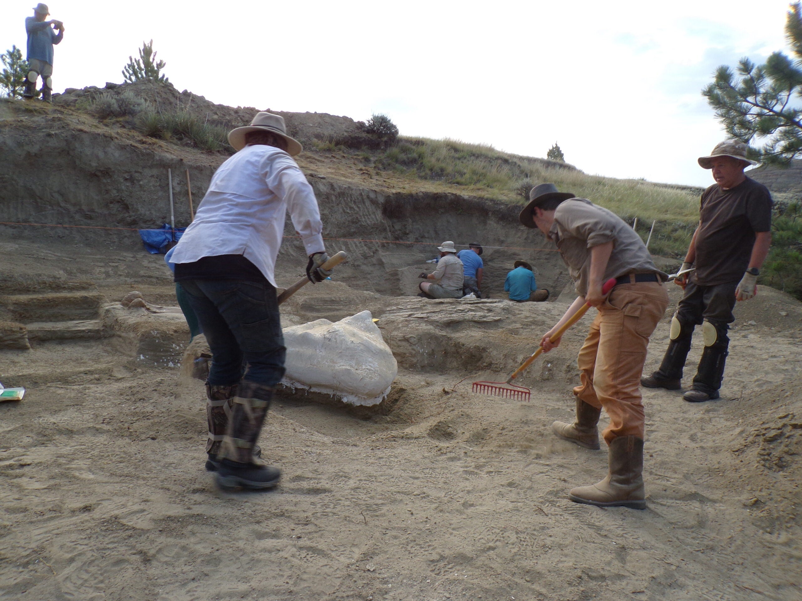 Paleontologists excavate a large dinosaur fossil at an outdoor dig site, using tools such as rakes and brushes, surrounded by dirt and rocky terrain.