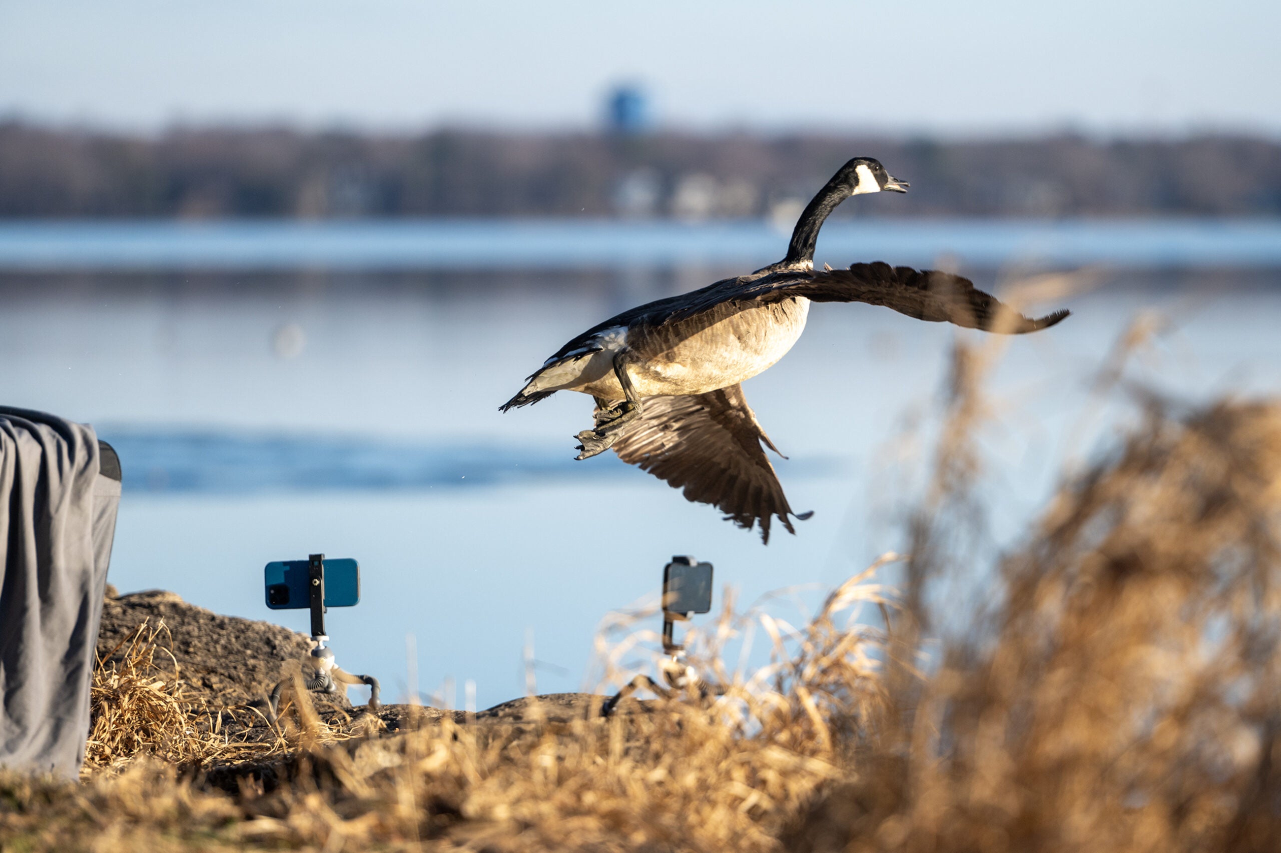 Madison’s ‘SASY’ neighborhood bands together to rescue a ‘very sassy goose’