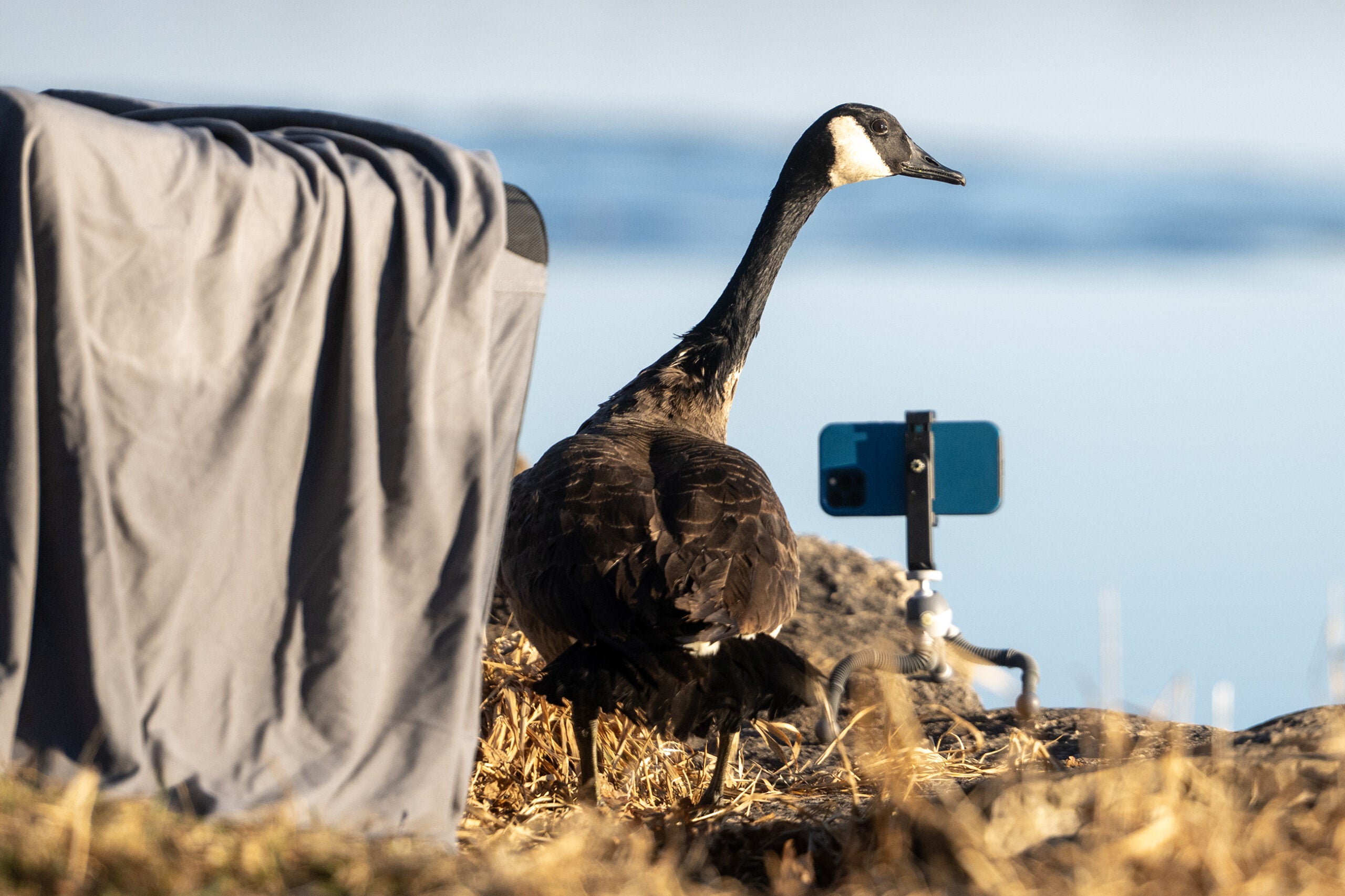 A goose standing in the grass.