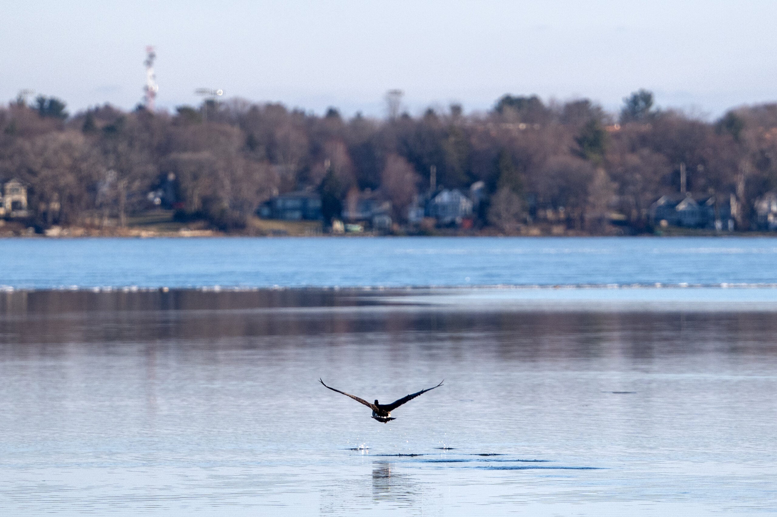 A bird flies low over a calm lake with a shoreline and houses visible in the background under a clear sky.