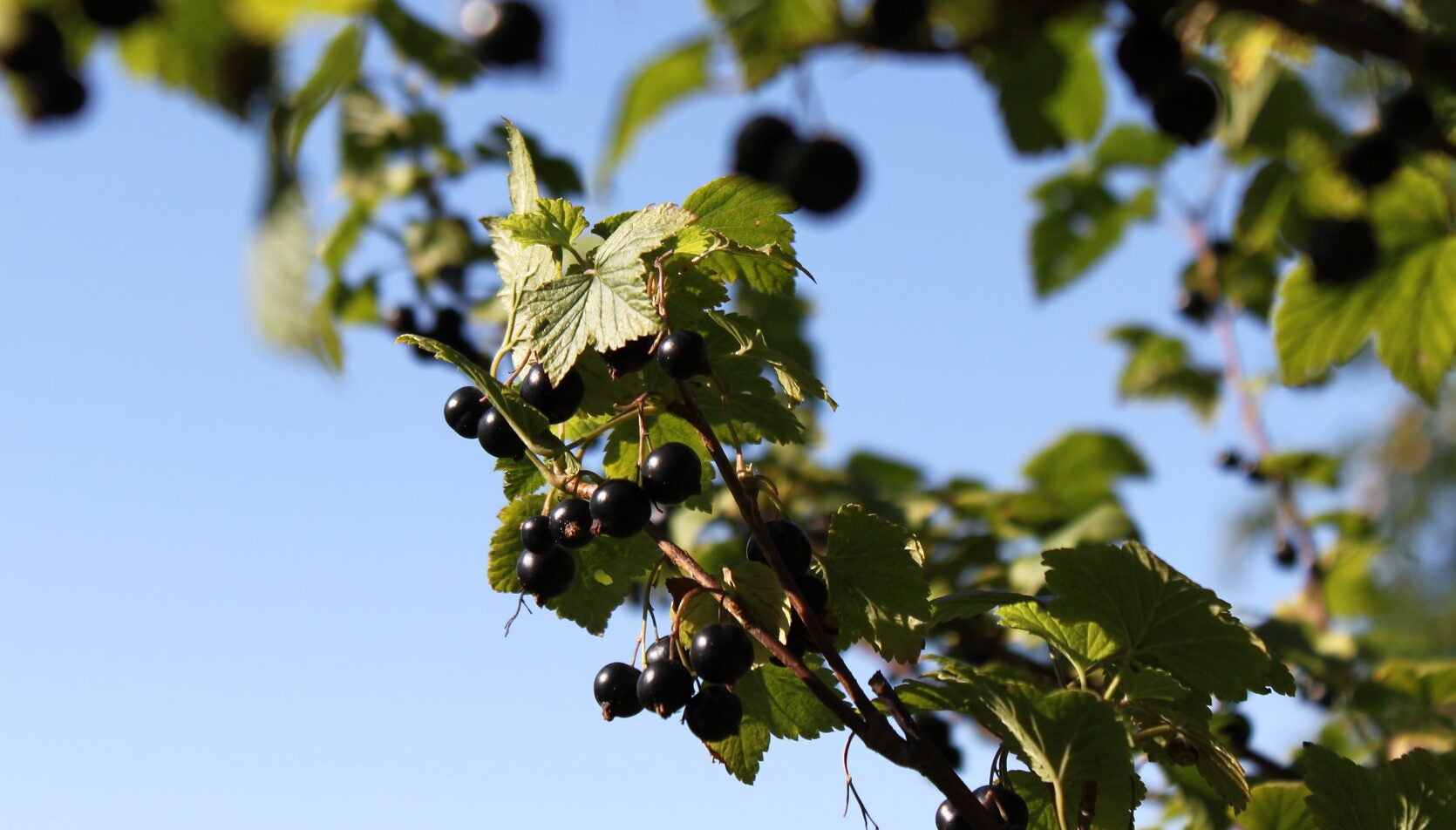 Flavor of the Year — blackcurrant — has growth specialists in Wisconsin