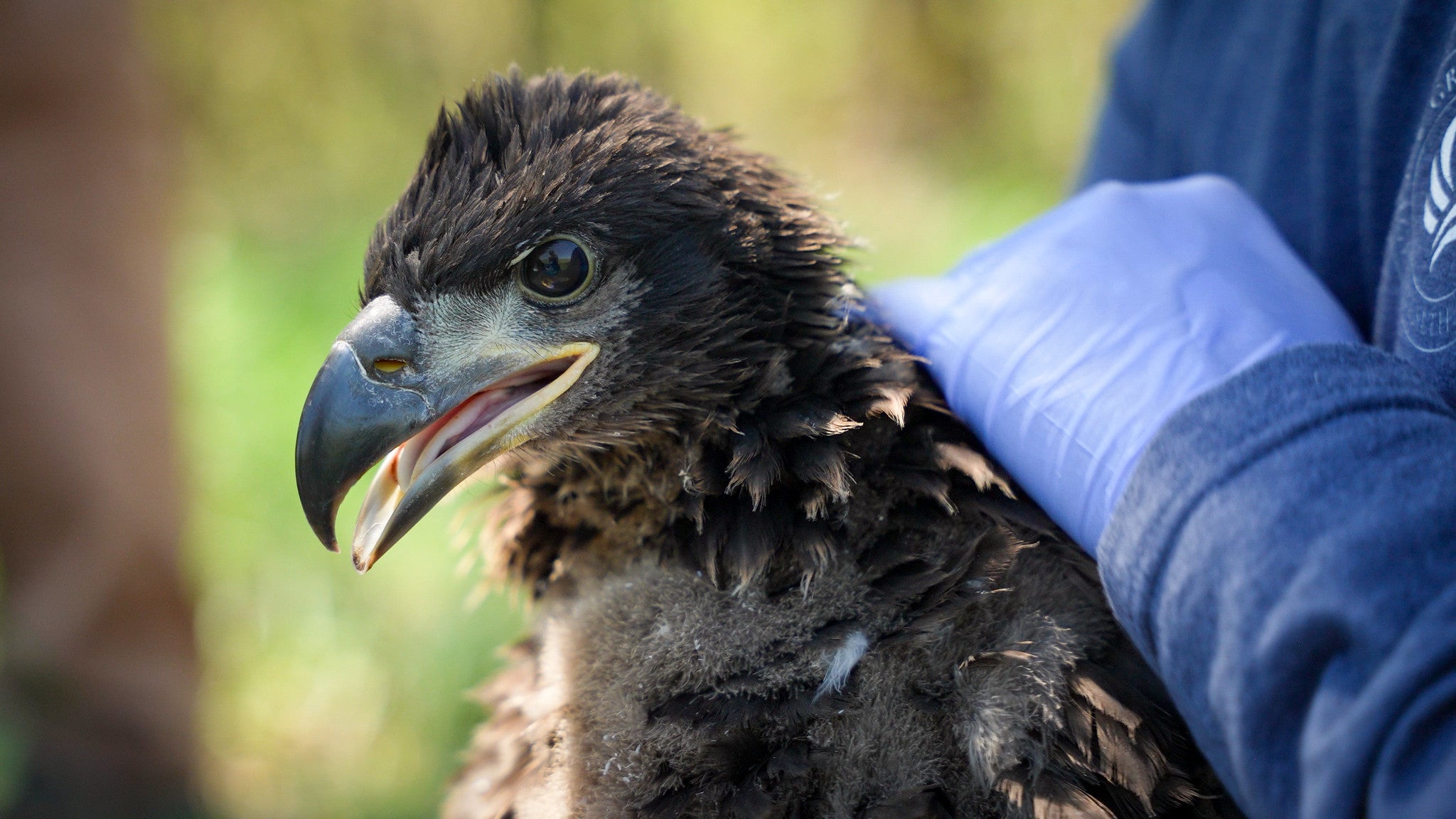 High PFAS levels in Wisconsin eaglets may reduce their ability to fend off illness