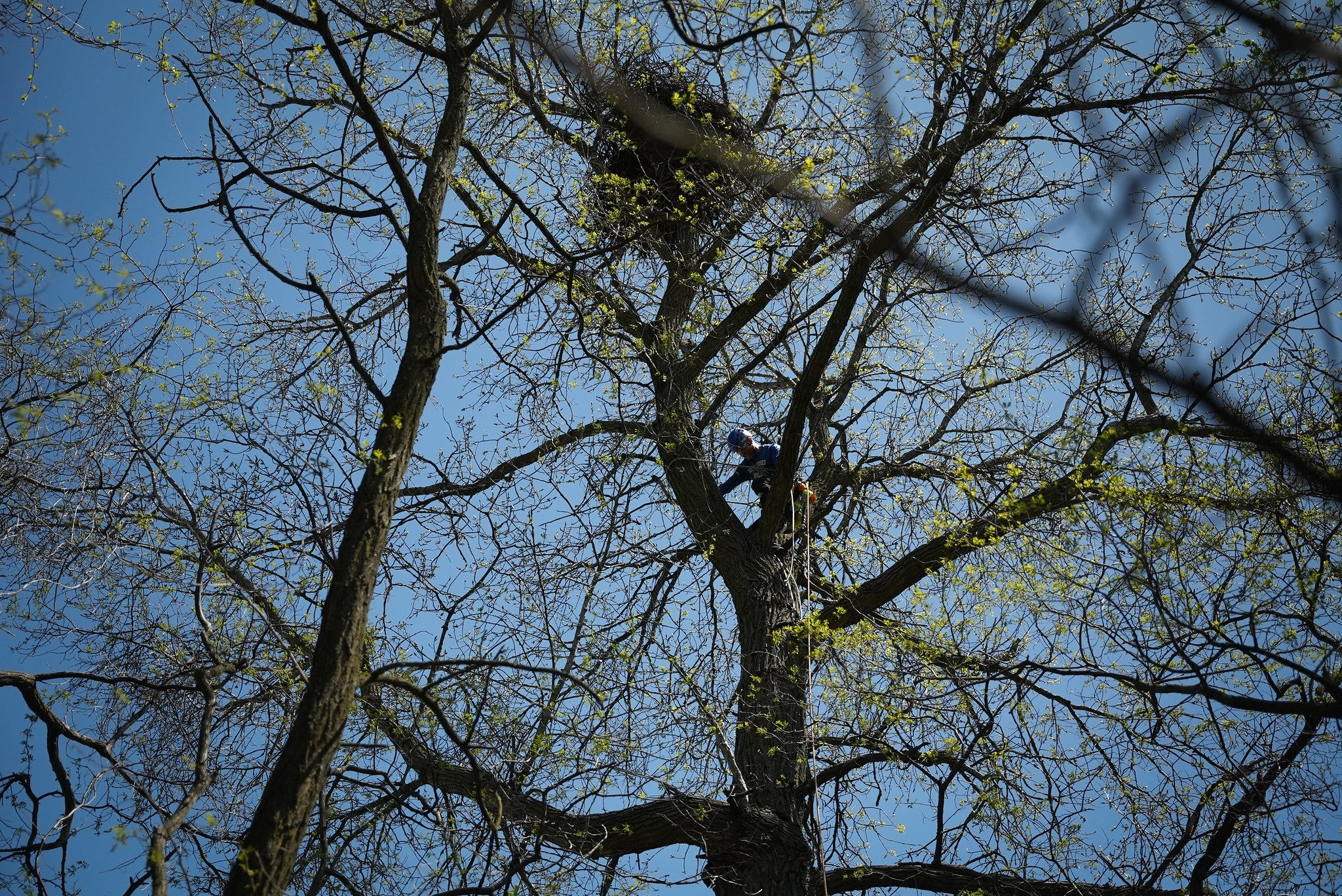 A person wearing a helmet climbs high in a large tree with sparse green leaves and a visible nest against a blue sky.