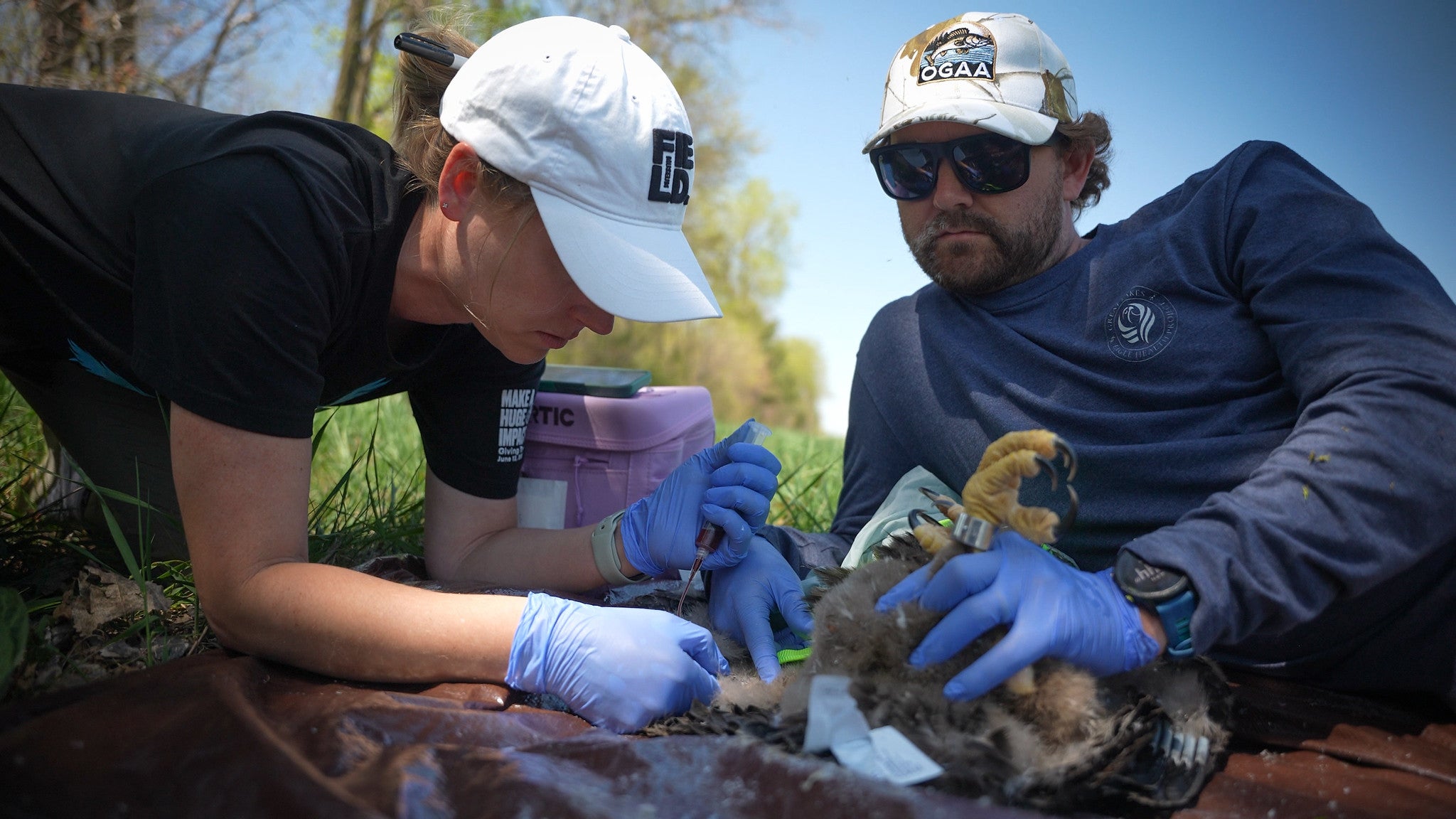 Two people wearing gloves and hats examine and take samples from a bird lying on a mat outdoors, with scientific equipment nearby.