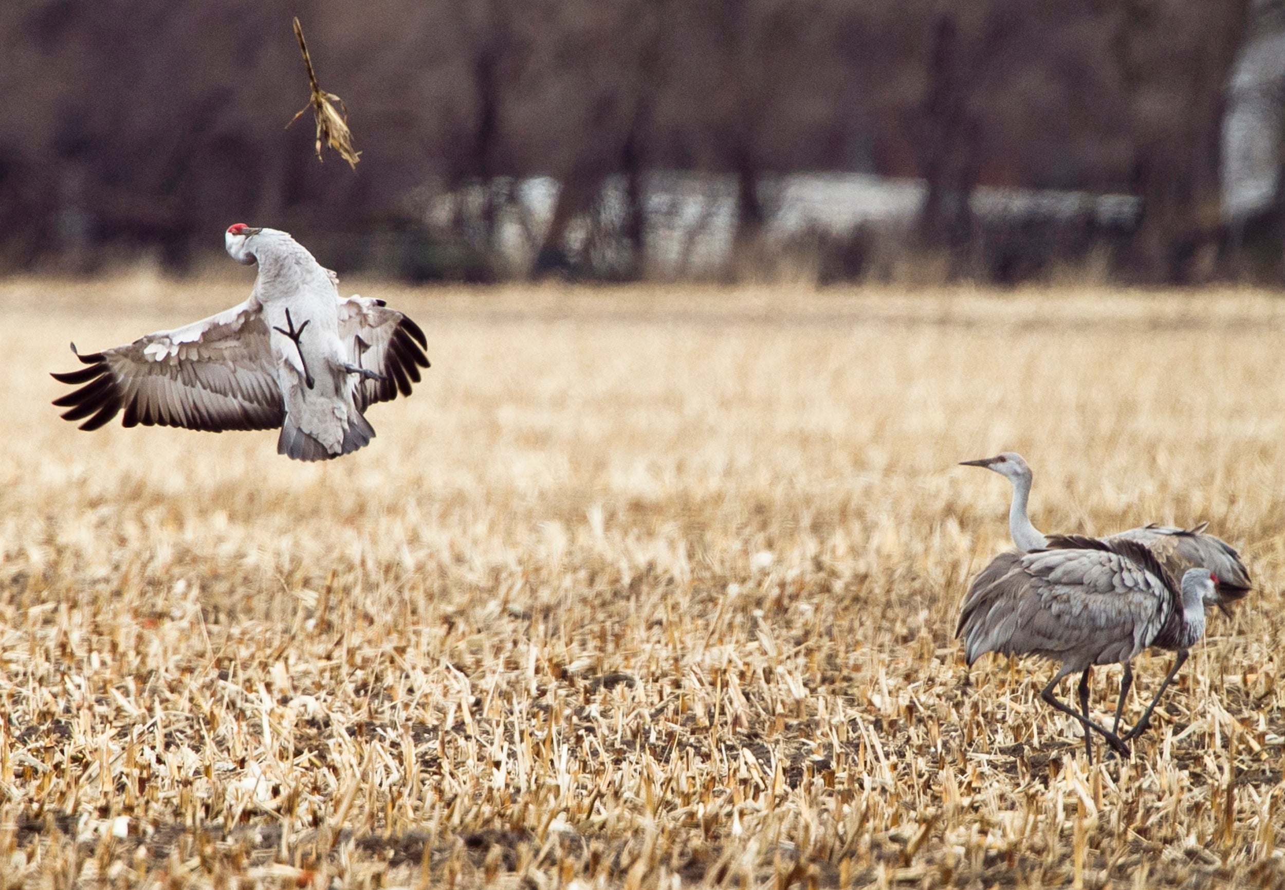 A sandhill crane is flying above a dry, grassy field while three other sandhill cranes walk on the ground nearby.