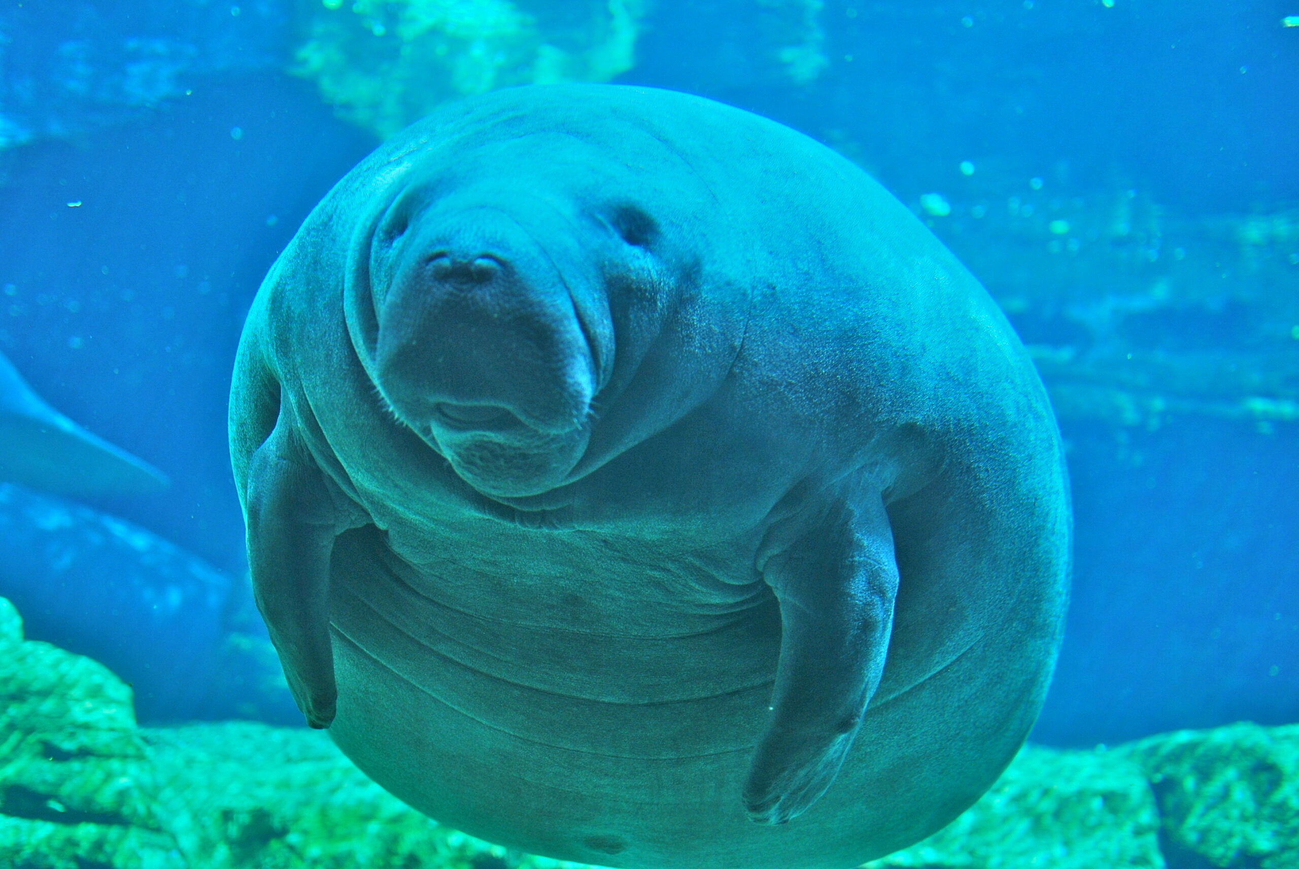 A manatee swims underwater, facing the camera, with blue water and rocks visible in the background.