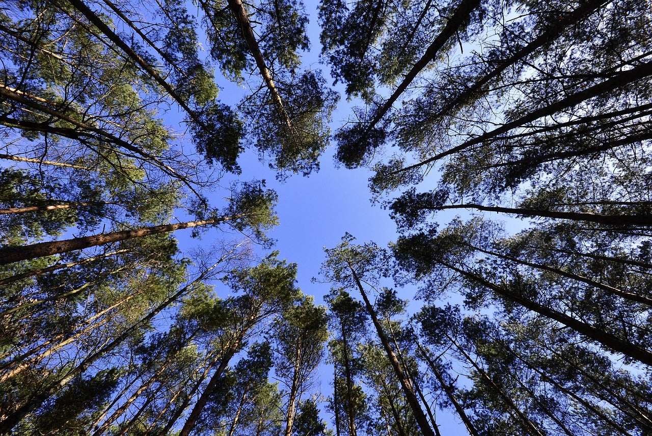 Tall trees seen from below, with green foliage and trunks forming a circular opening toward a clear blue sky above.