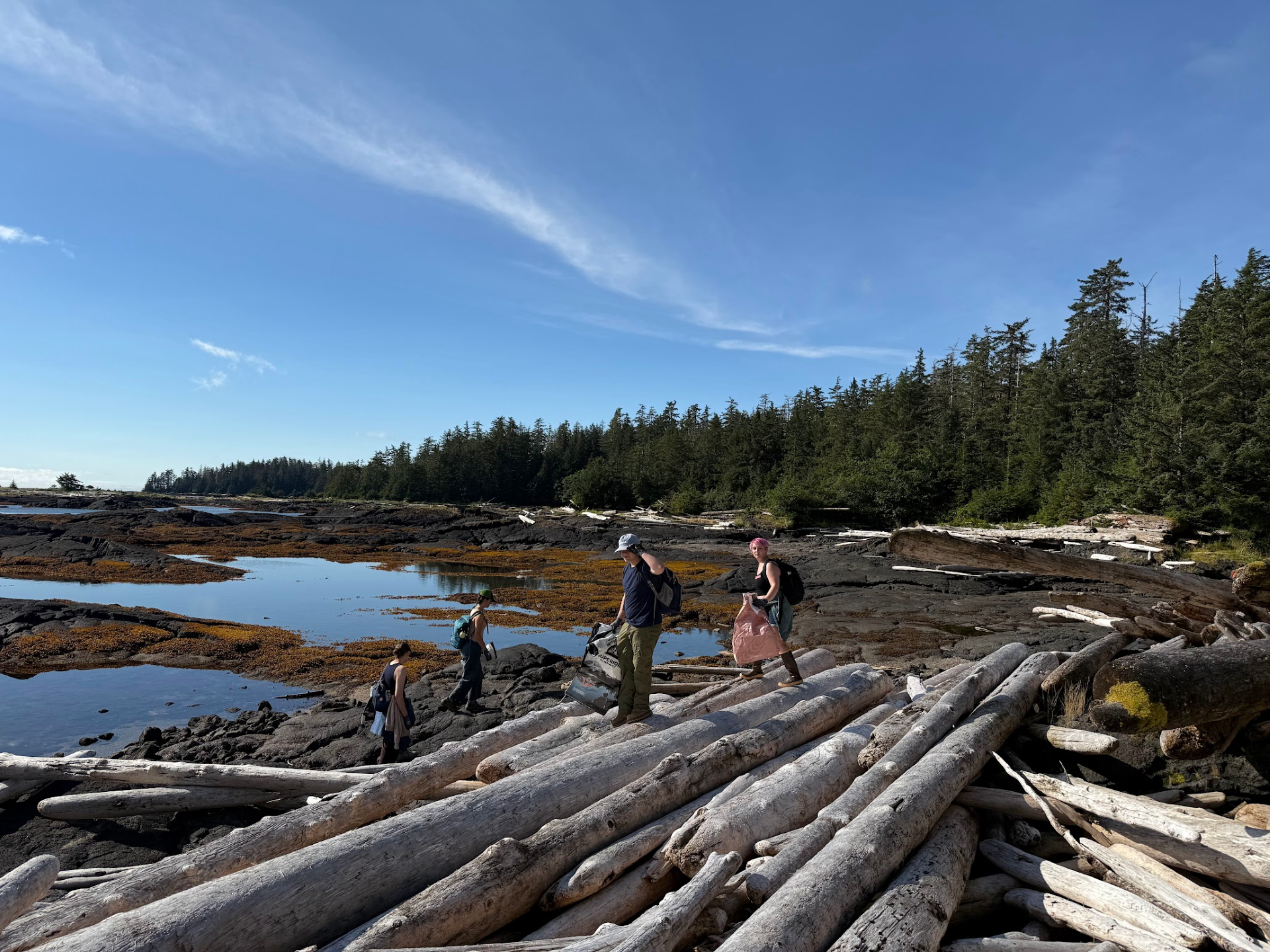 Four people walk across driftwood logs by a rocky shoreline with tidal pools, surrounded by evergreen trees under a clear blue sky.