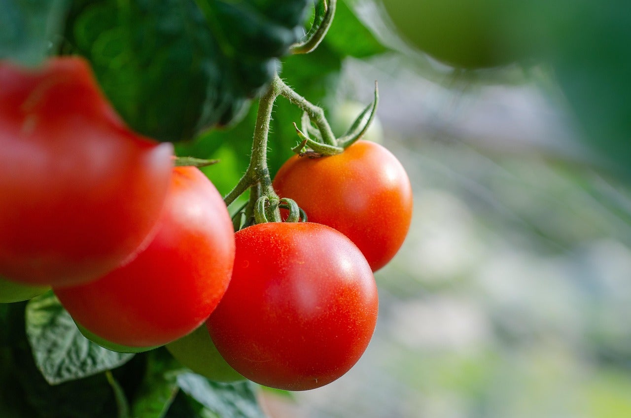 Close-up of several ripe red tomatoes growing on a vine with green leaves in the background.
