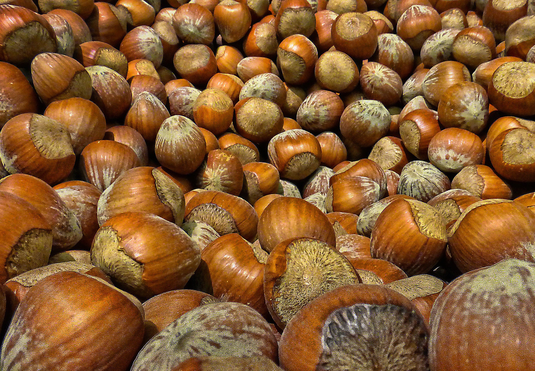 A close-up view of a large pile of hazelnuts with brown shells filling the frame.