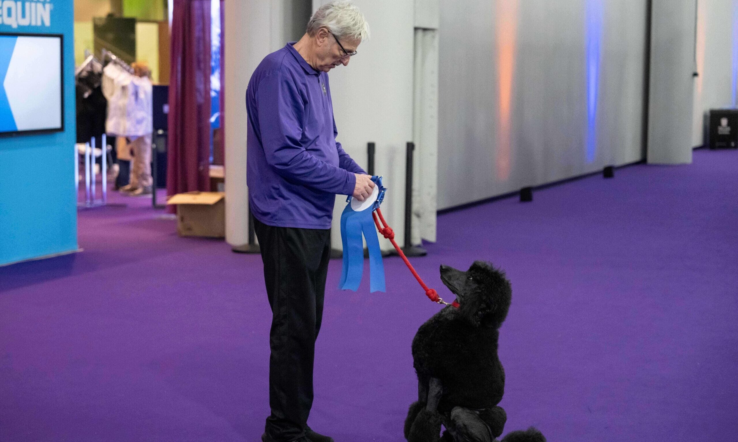 Wisconsin’s Gerard the Poodle, owner win big at Westminster Dog Show