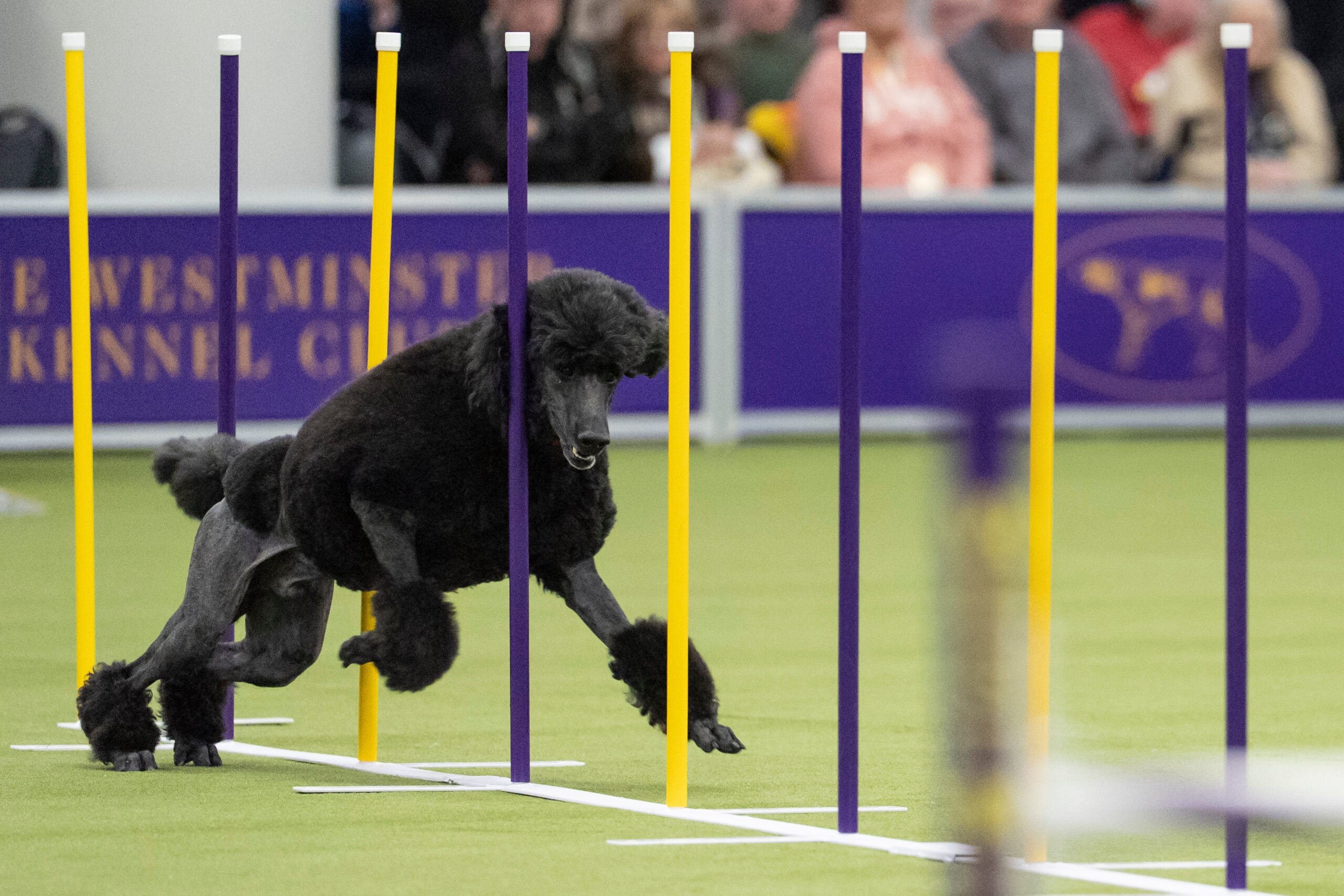 A black poodle weaves through yellow and purple poles during an agility competition on a green indoor field.