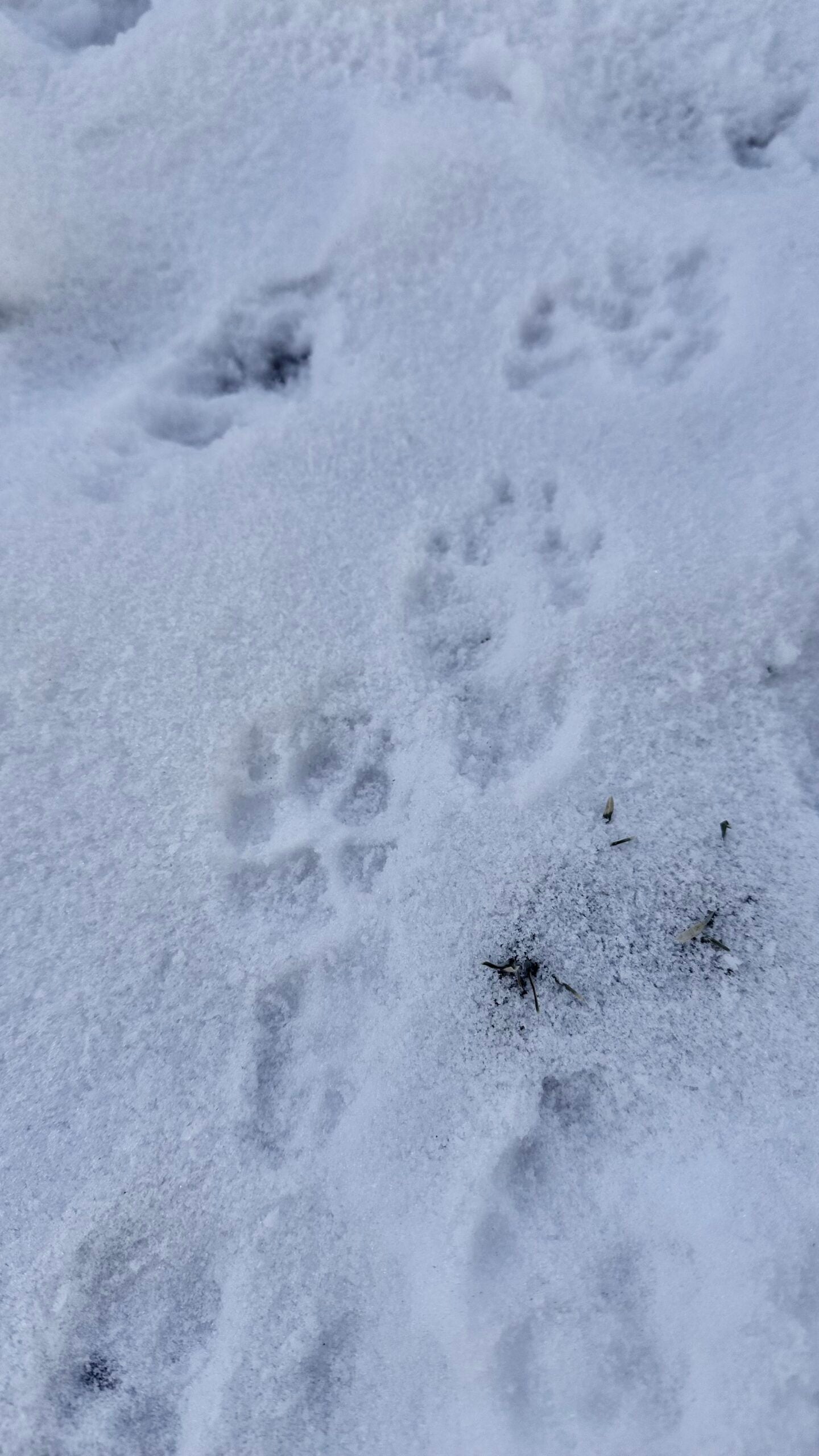 Animal paw prints are visible in the snow, showing several clear impressions with defined toe pads and claws.