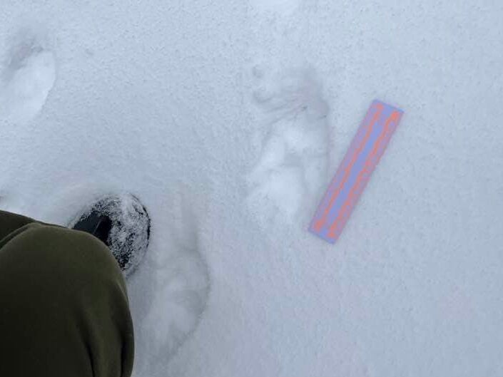 A person kneels in snow beside animal tracks and a ruler for scale.