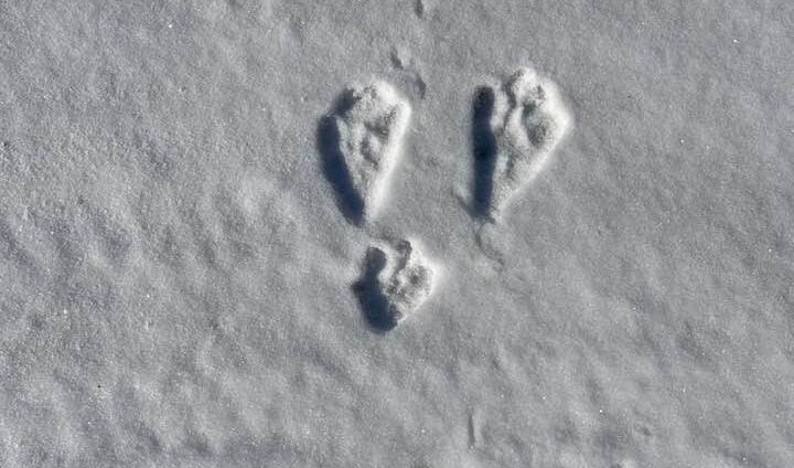 Who made that footprint? Wisconsin naturalist investigates animal tracks