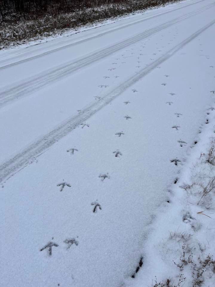A snow-covered road with parallel bird tracks and car tire marks running along its length. Grass and trees line the roadside.